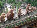Animals - Tiere , Thailand