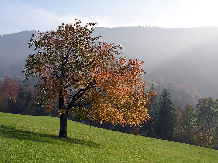 Autumn and Winter in Huetten Switzerland